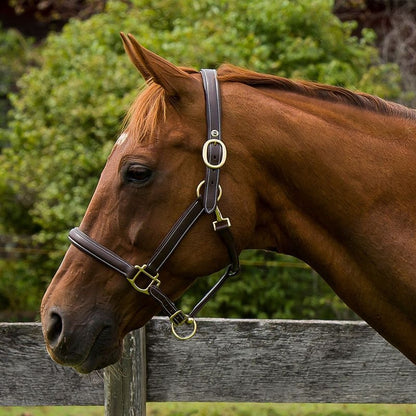 Henri de Rivel Kushy Plain Raised Halter with Flat
