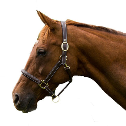 Henri de Rivel Kushy Plain Raised Halter with Flat