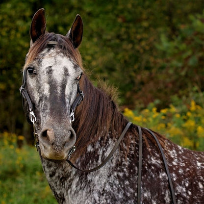 Tory TPP Quick Change Browband Headstall