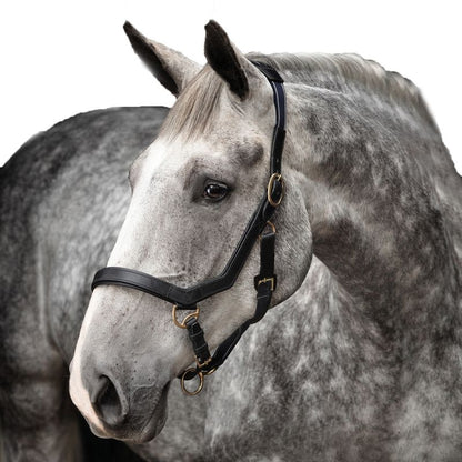 Rambo Micklem Leather Halter