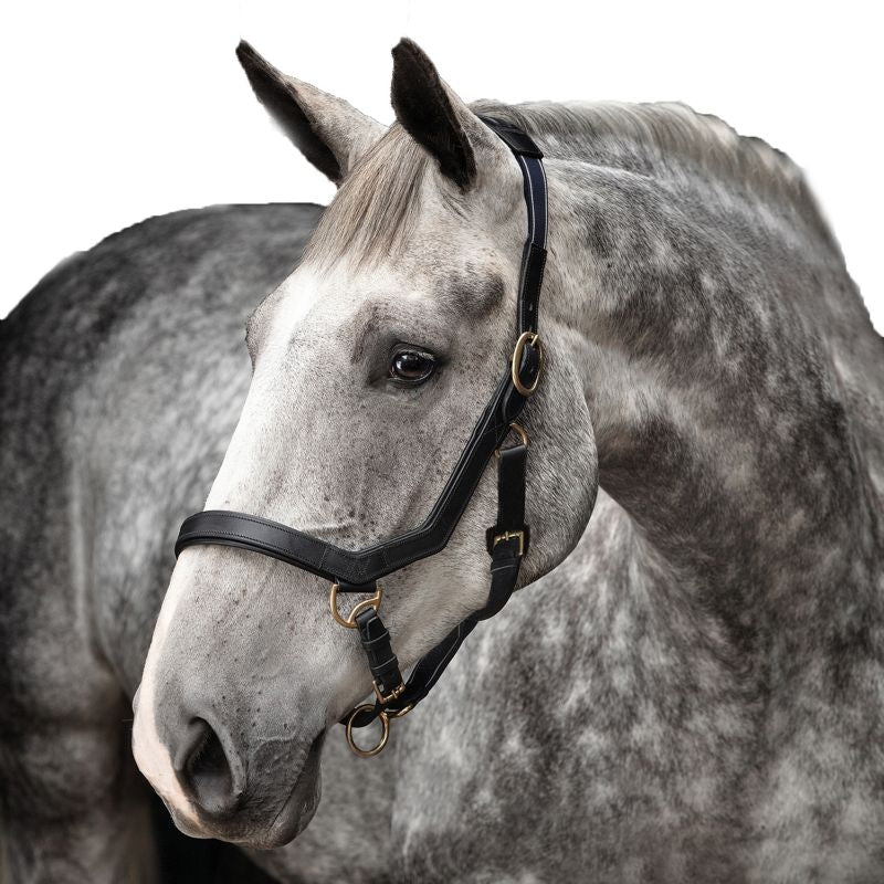 Rambo Micklem Leather Halter