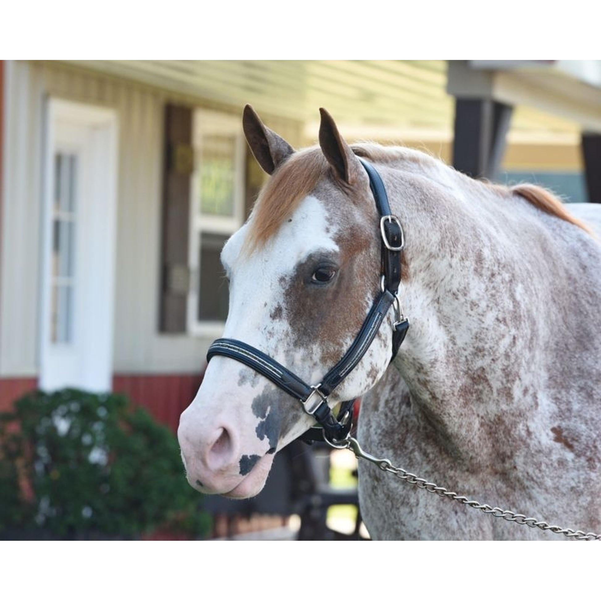 Perris Multi Bling Padded Halter
