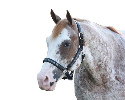 Perris Multi Bling Padded Halter