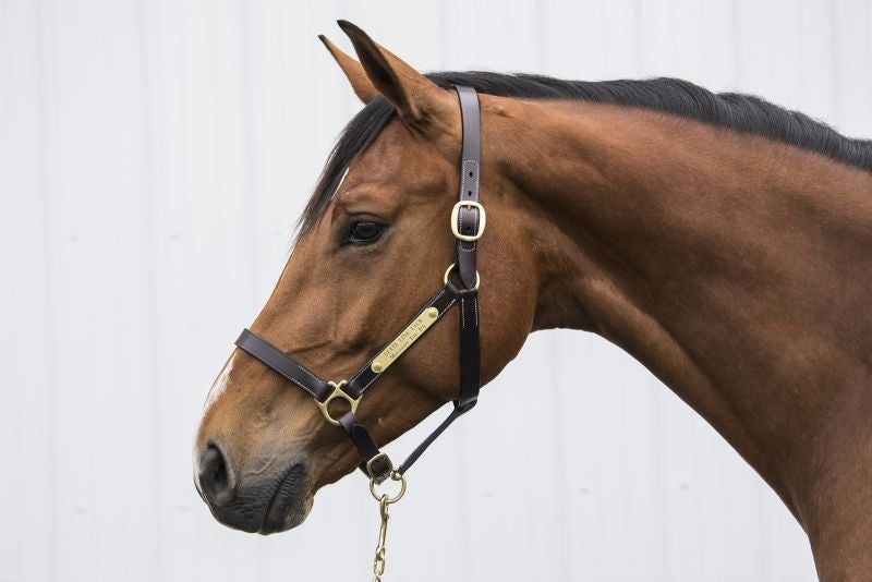 Gatsby Engraved Leather Halter No Snap
