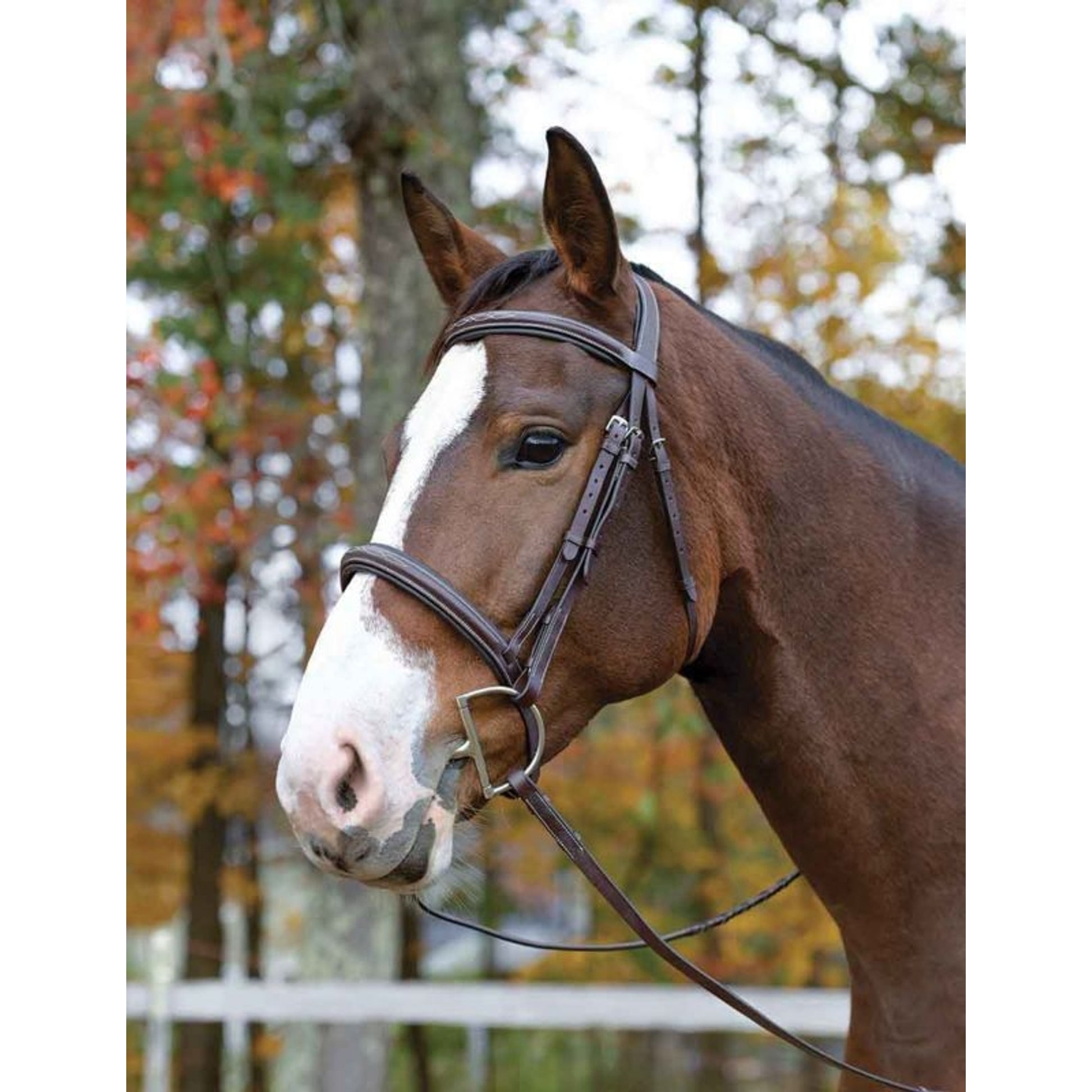 Shires Avignon Ocala Bridle