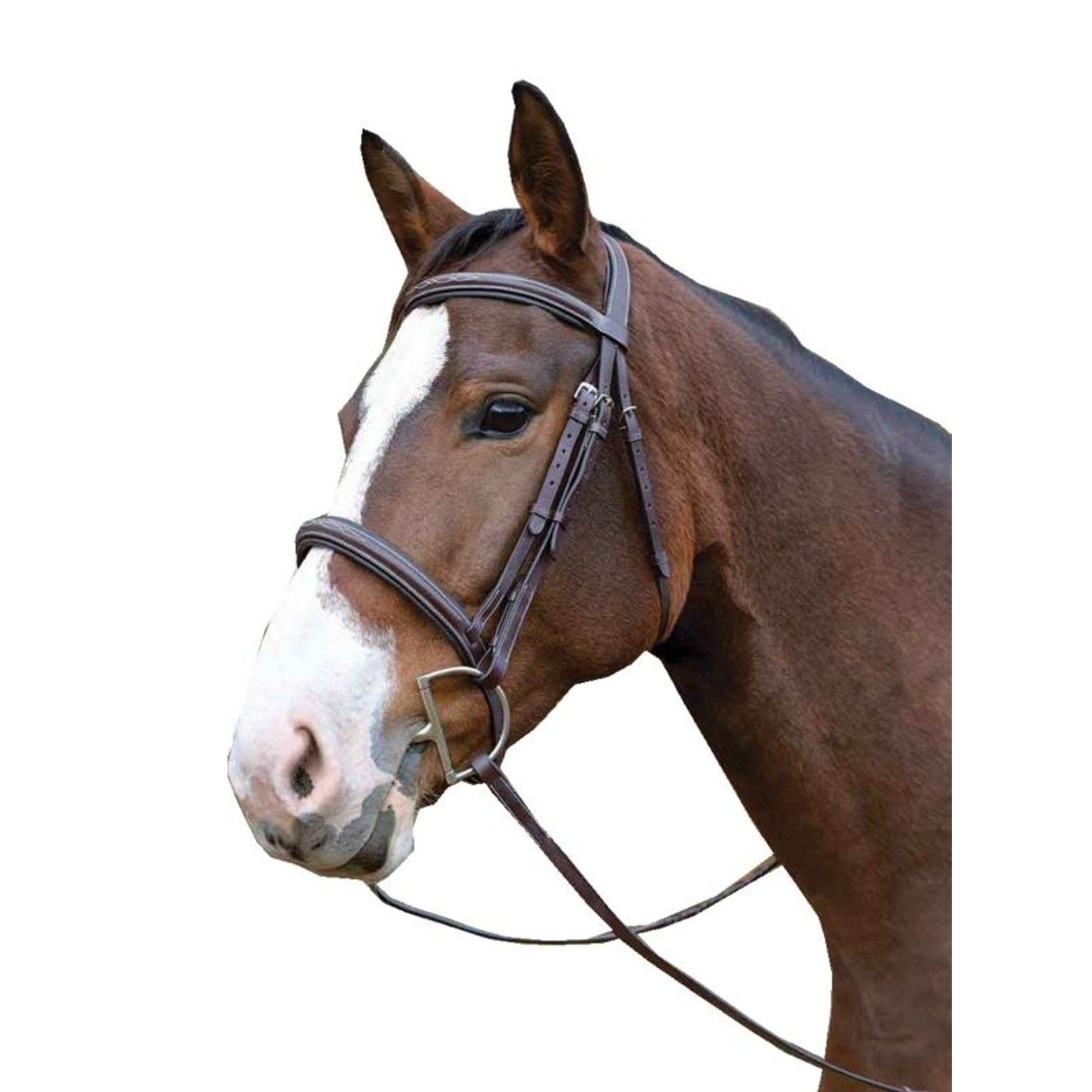 Shires Avignon Ocala Bridle