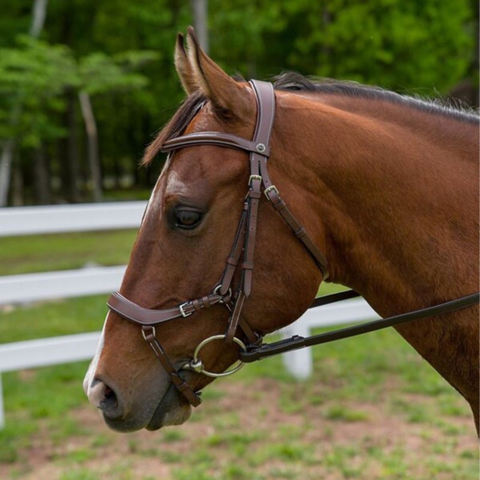 Henri de Rivel Pro Anatomical Bridle