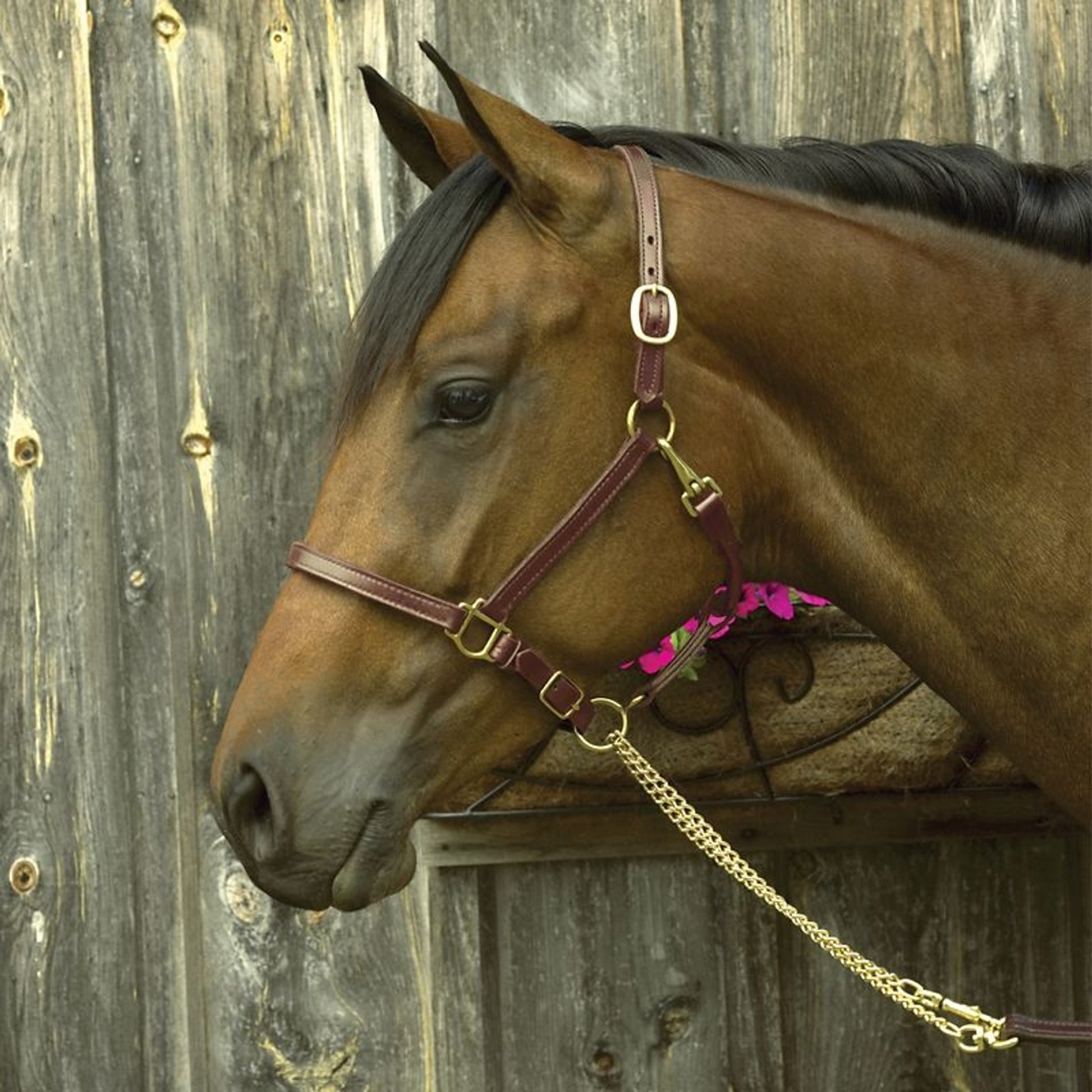 Perris 3/4 Premium Leather Show Halter Cob Brn