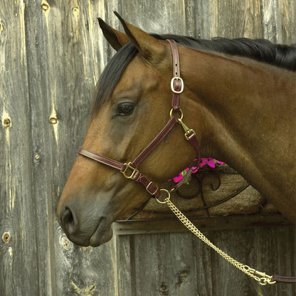 Perris 3/4 Premium Leather Show Halter Cob Brn