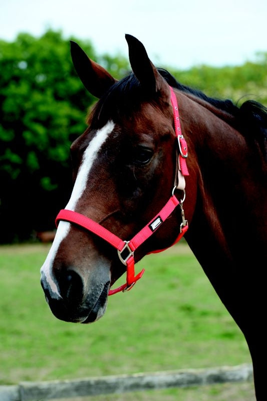 Roma Breakaway Headcollar Halter II
