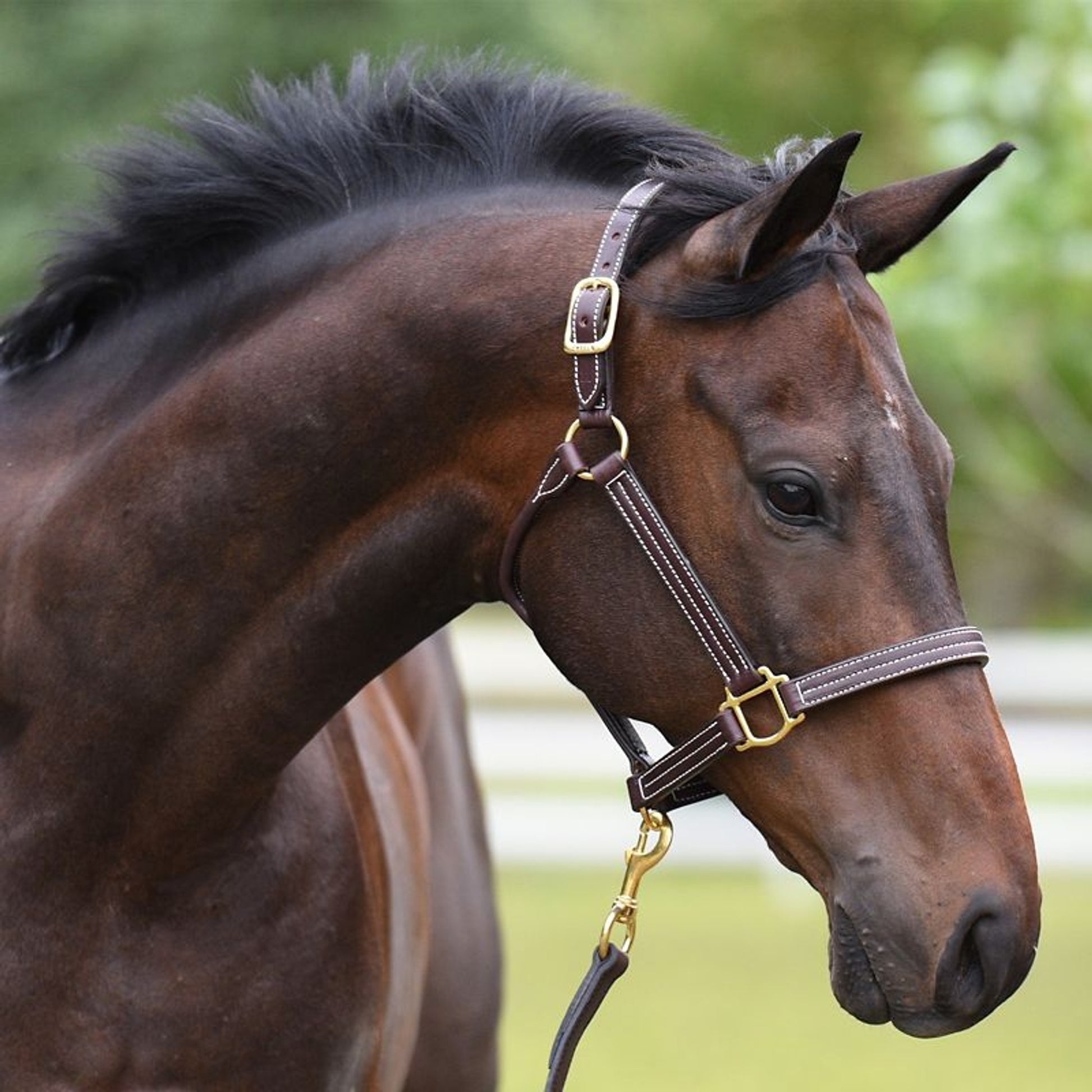 Perris Leather Pro Show Halter