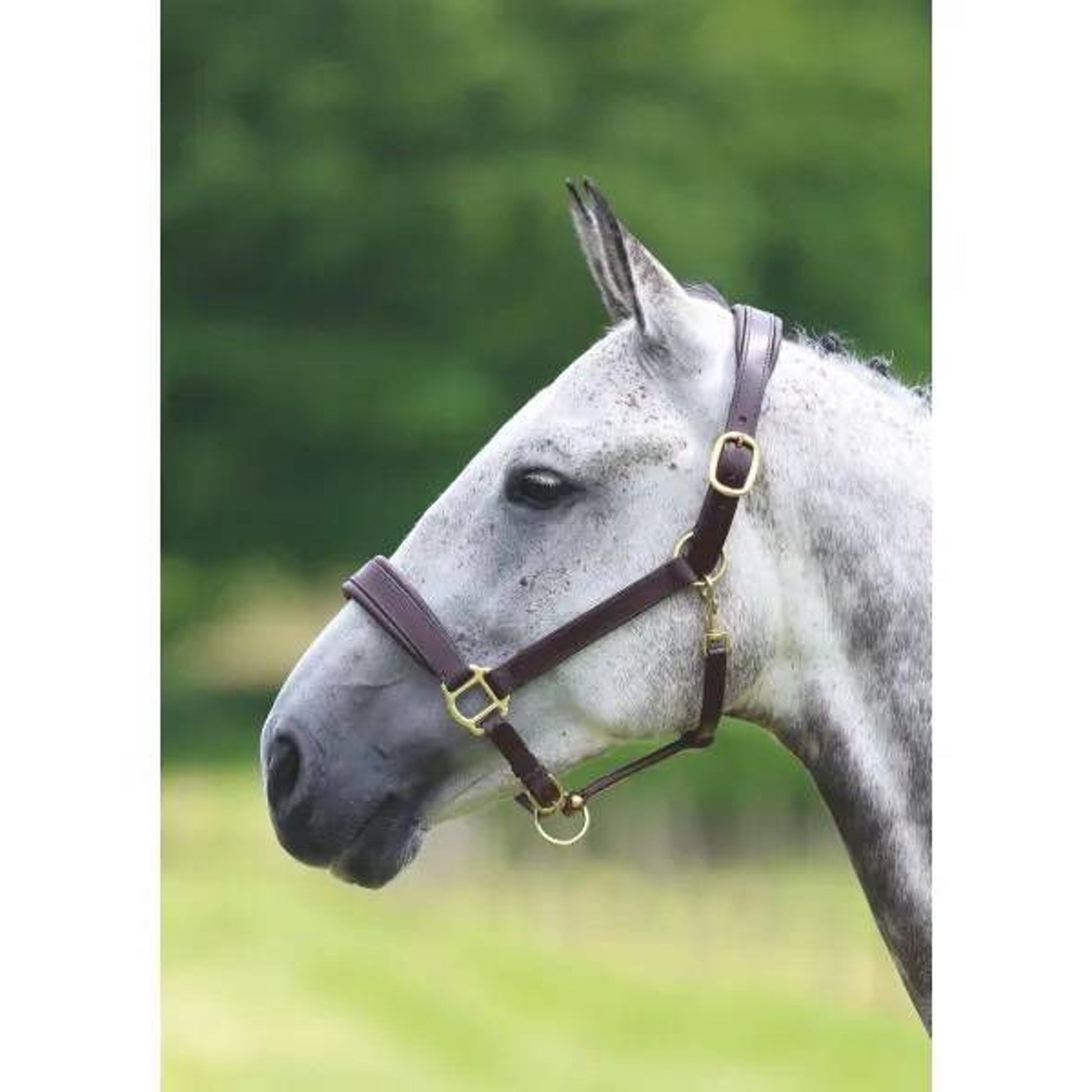 Shires Travel Headcollar