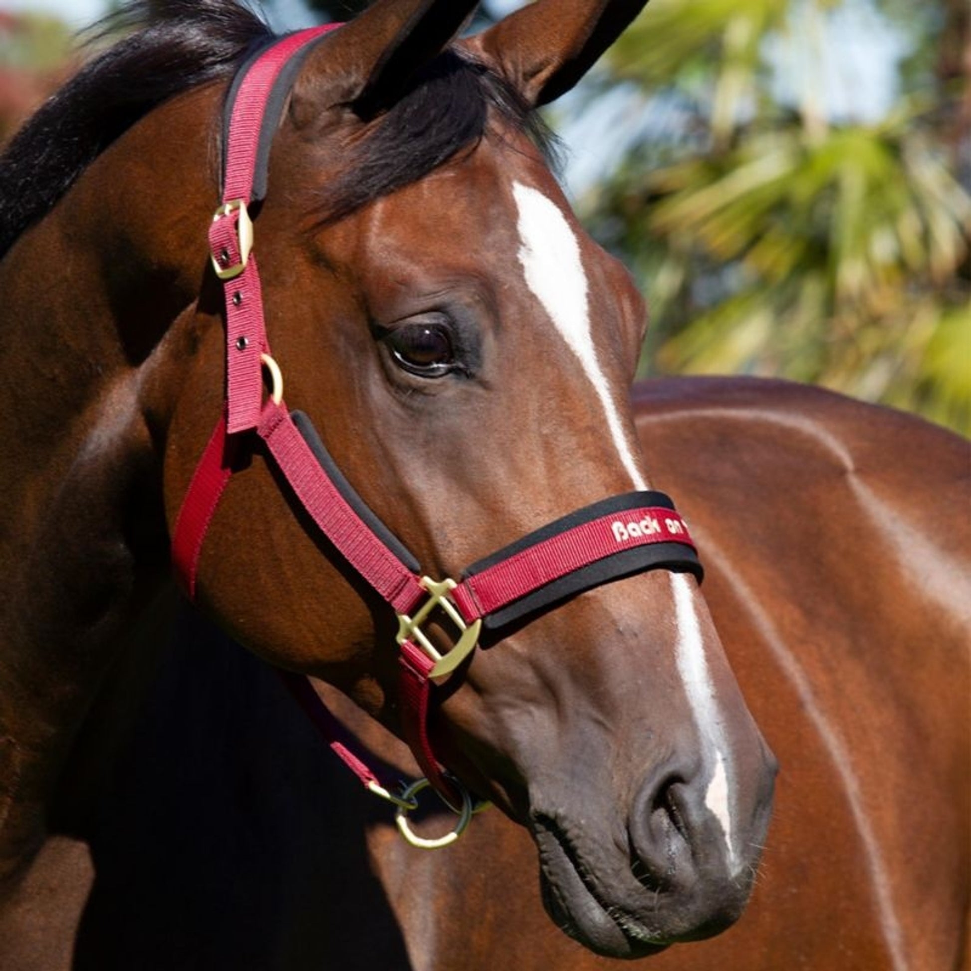 Back on Track Werano Halter