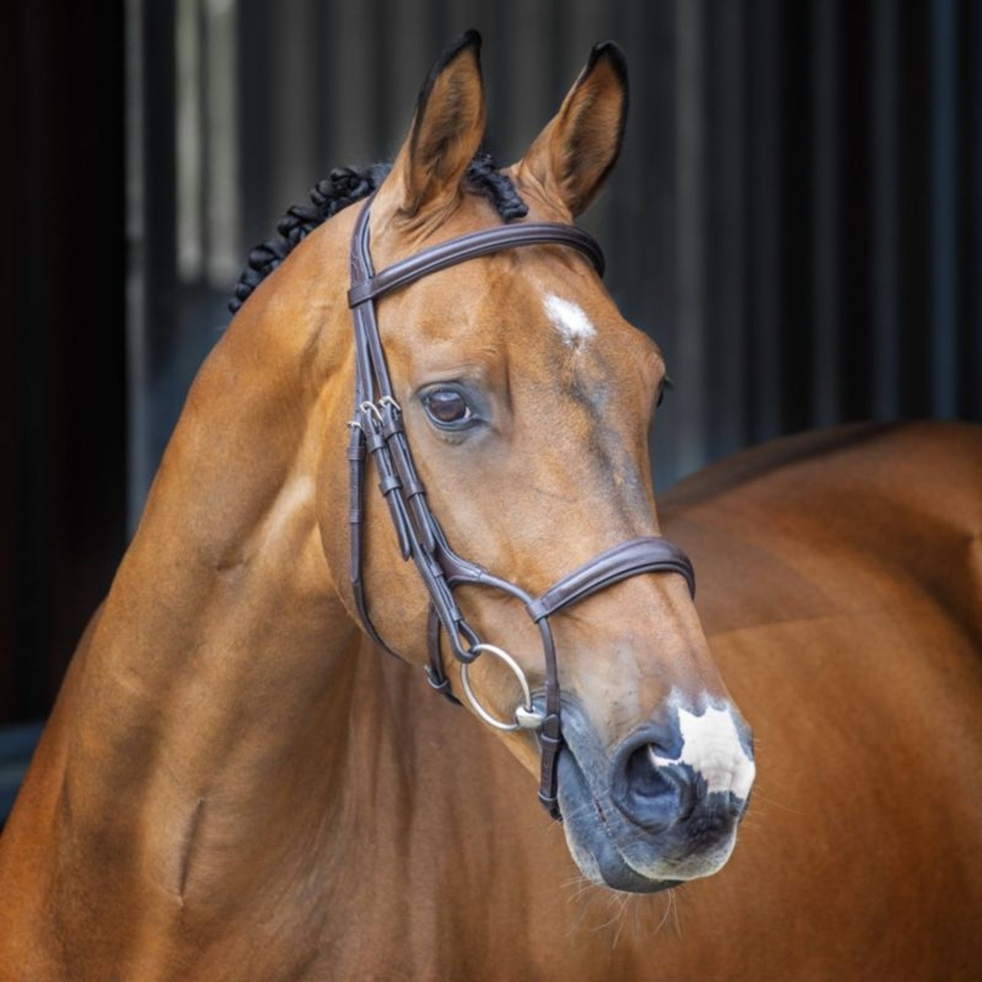Shires Velociti Rolled Padded Cavesson Bridle