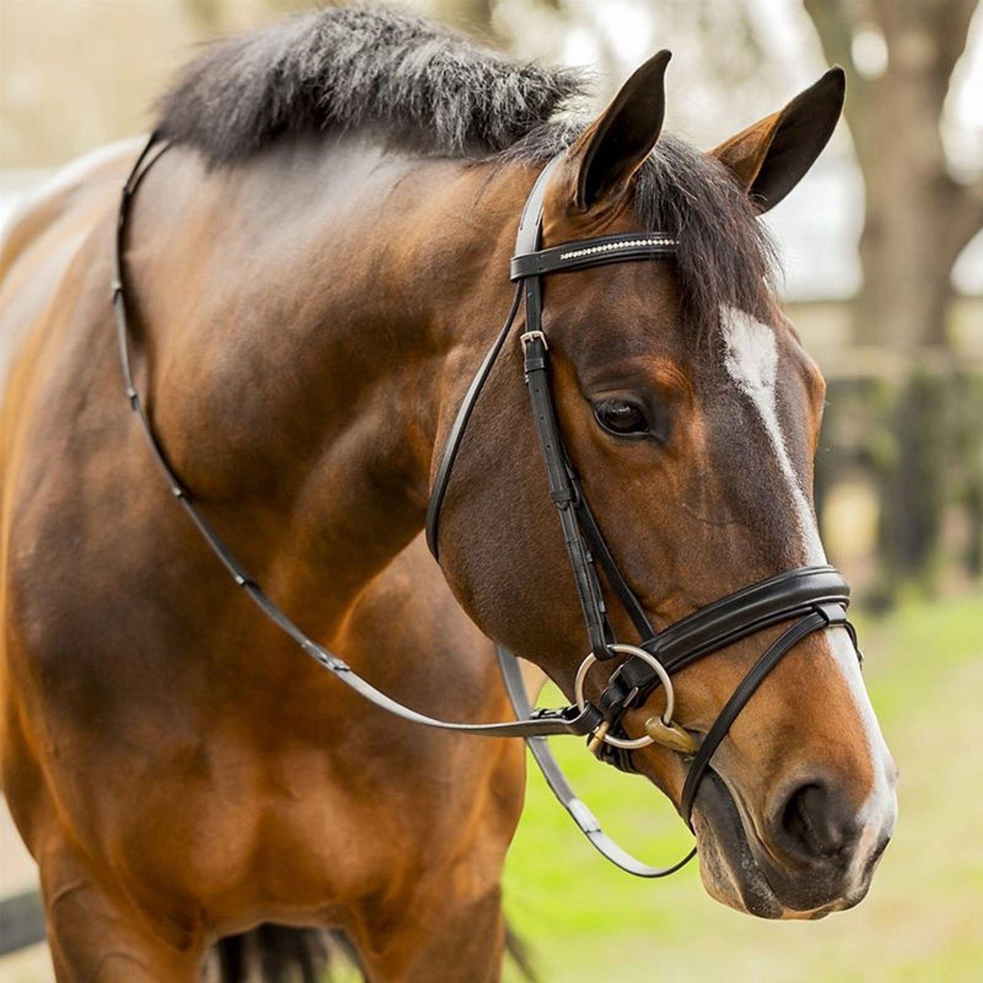 Equinavia Saga Dressage Crank Noseband Bridle