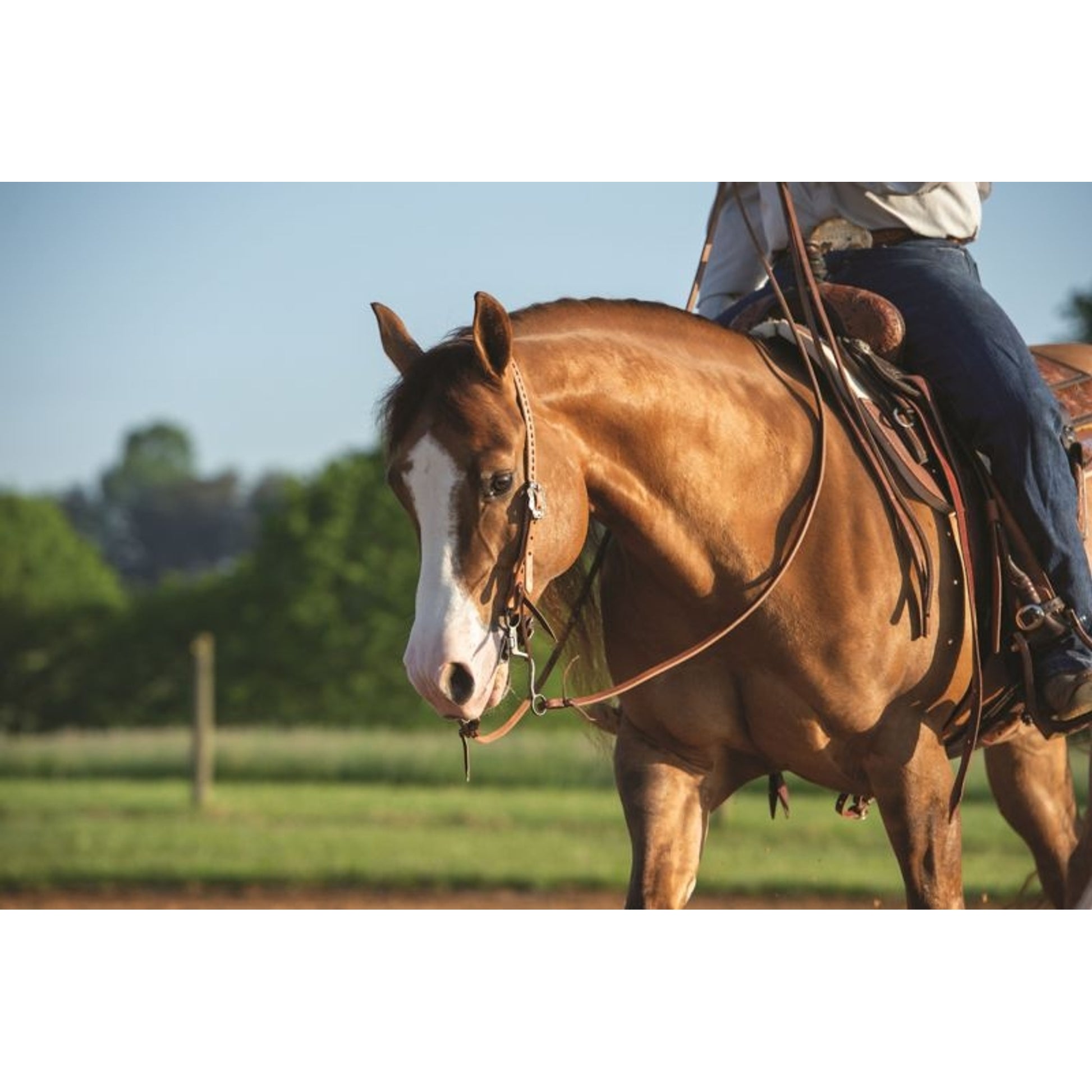 Weaver Buckstitch Dawn Split Ear Headstall