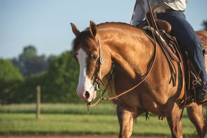 Weaver Buckstitch Dawn Split Ear Headstall