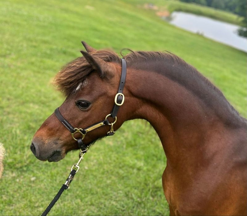 Gatsby Mini Engraved Leather Halter One Tag