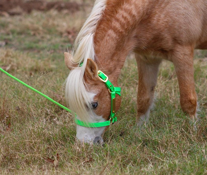 Ozark Mini Engraved Neon Halter with Lead