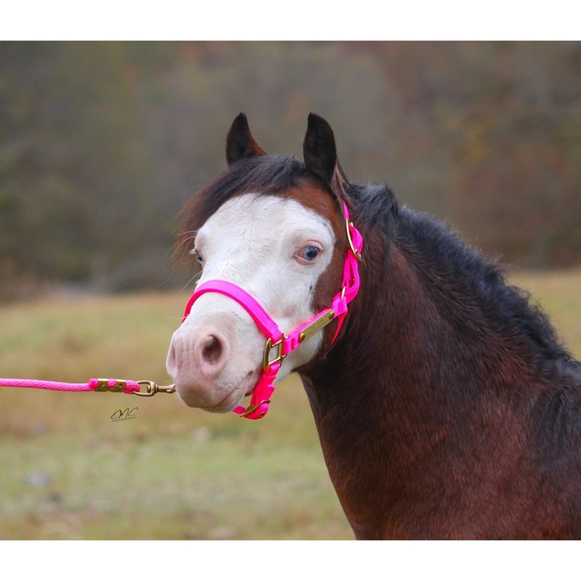 Ozark Mini Engraved Neon Halter with Lead