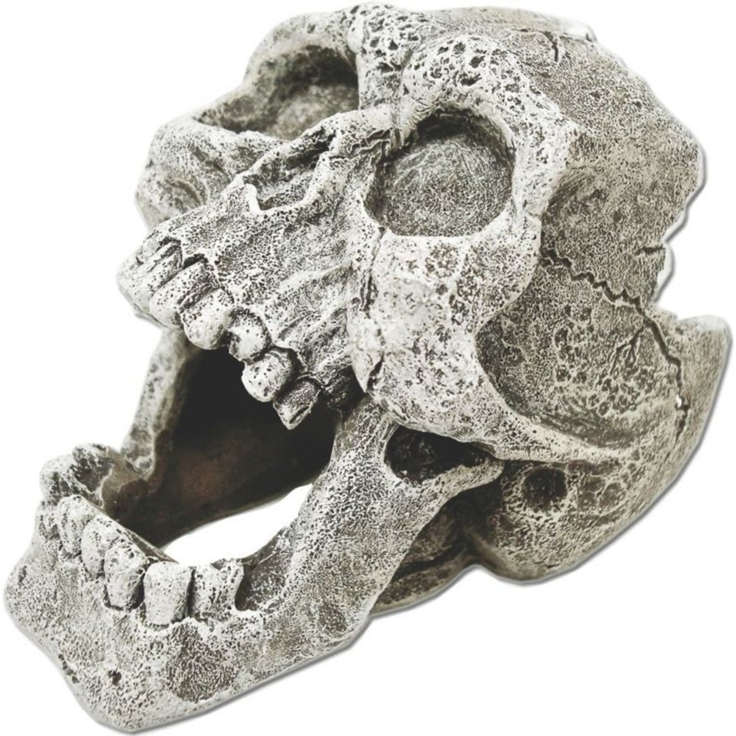 TH1355578.jpg