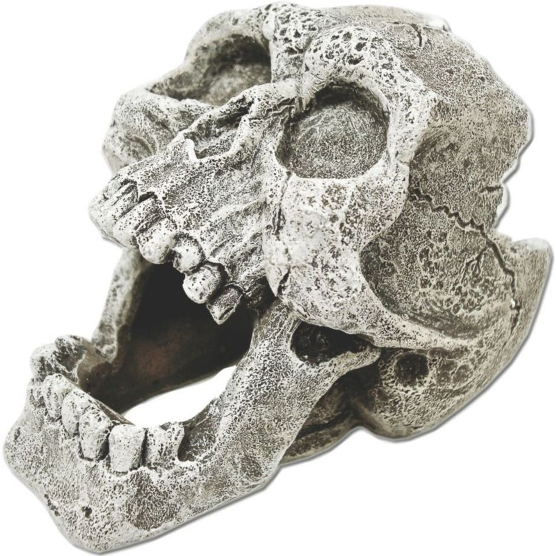 Exotic Environments Cracked Human Skull Mini