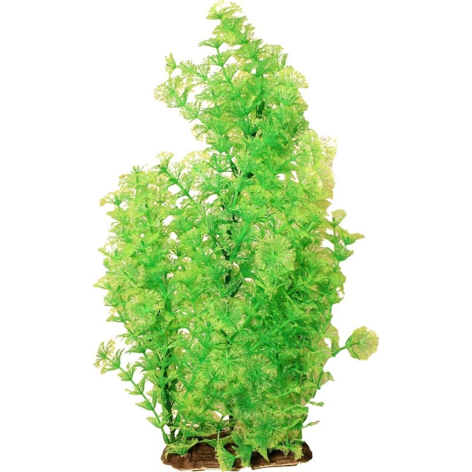 Poppy Pet Bushy Ambuila Aquarium Plant Blue