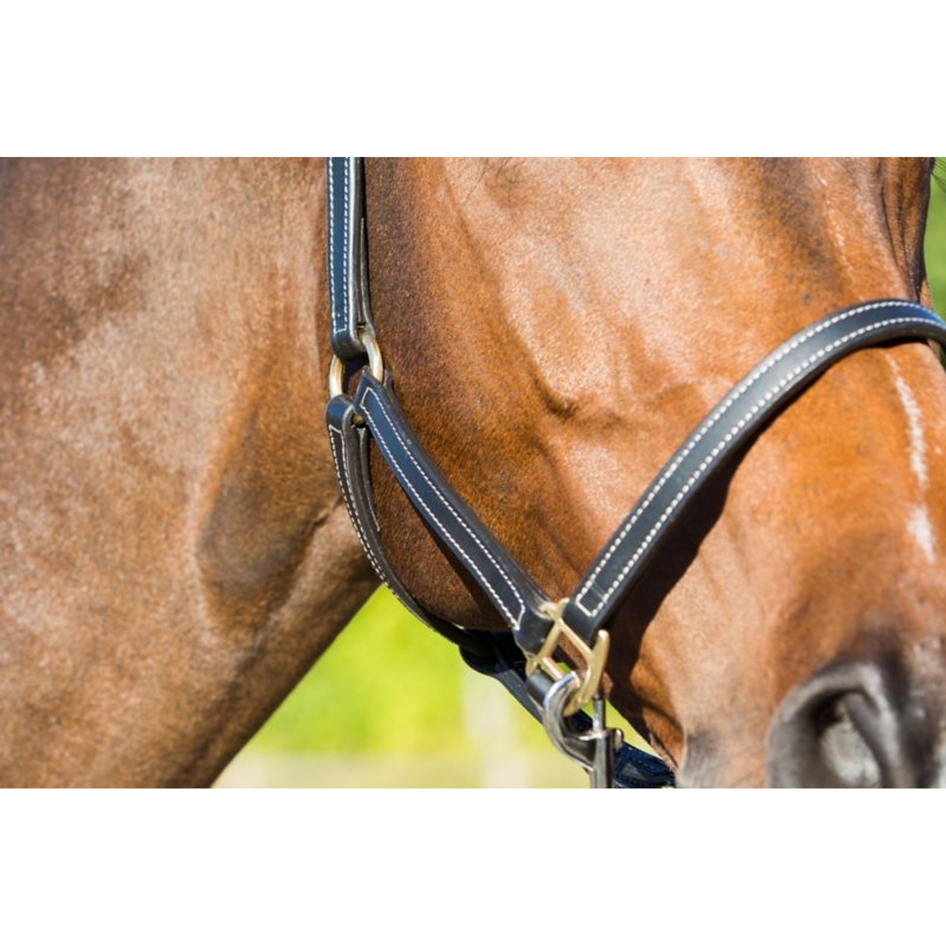 Horze Fremont Leather Horse Halter