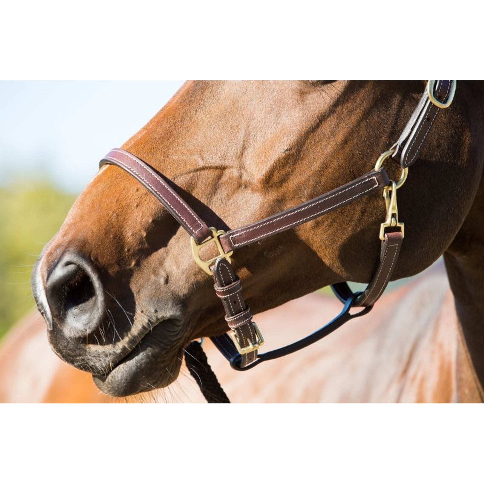 Horze Fremont Leather Horse Halter