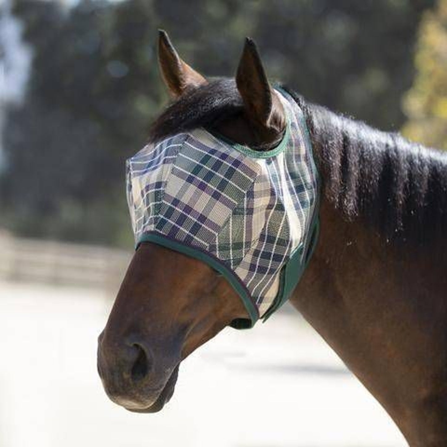 TH1566731_P.jpg