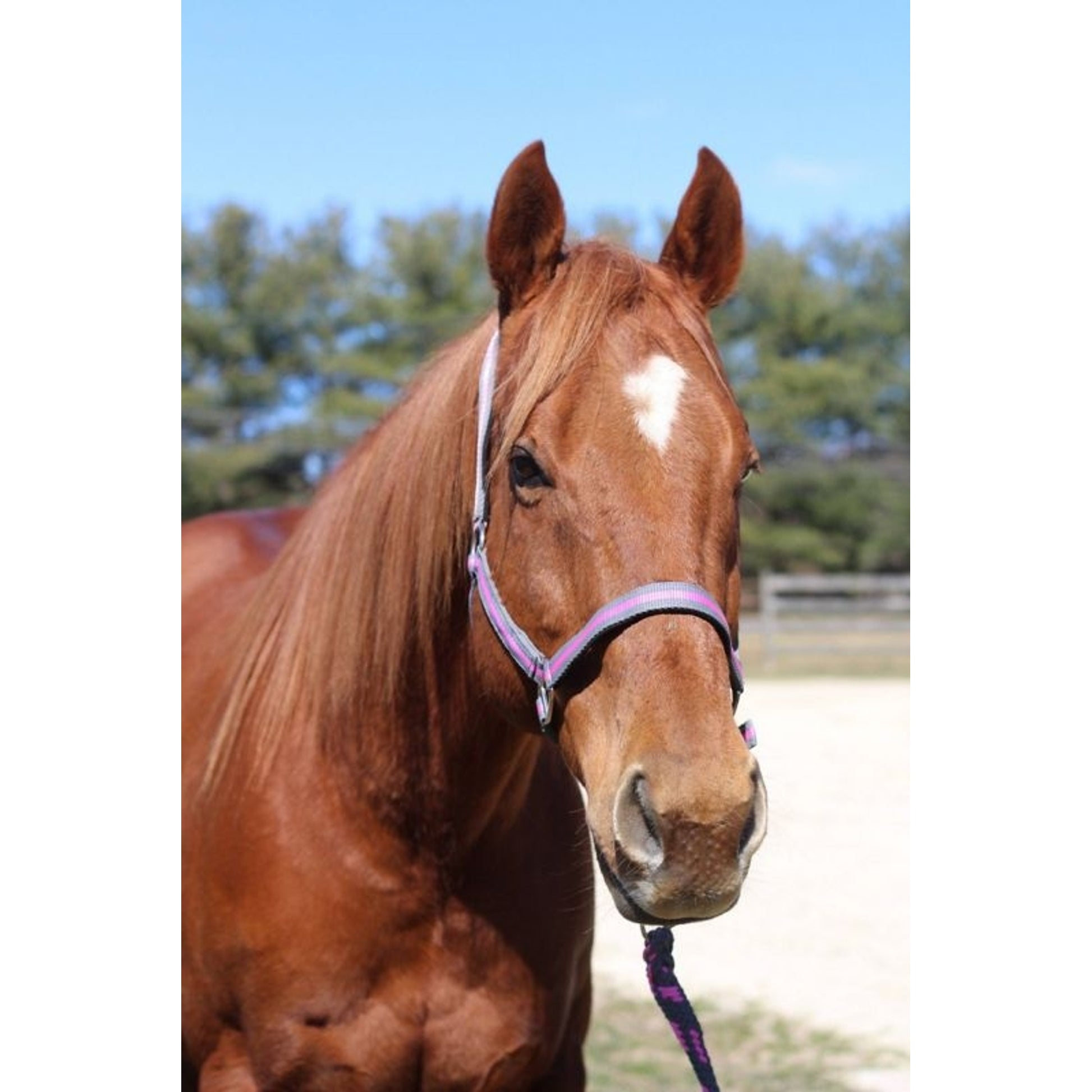 TuffRider Nylon Breakaway Halter & Lead Set