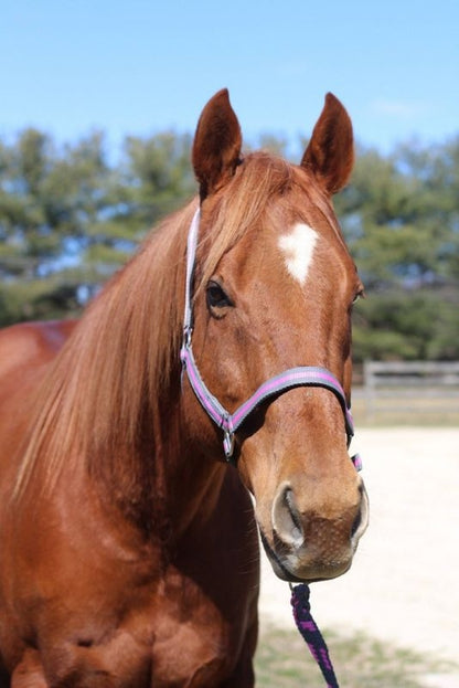 TuffRider Nylon Breakaway Halter & Lead Set