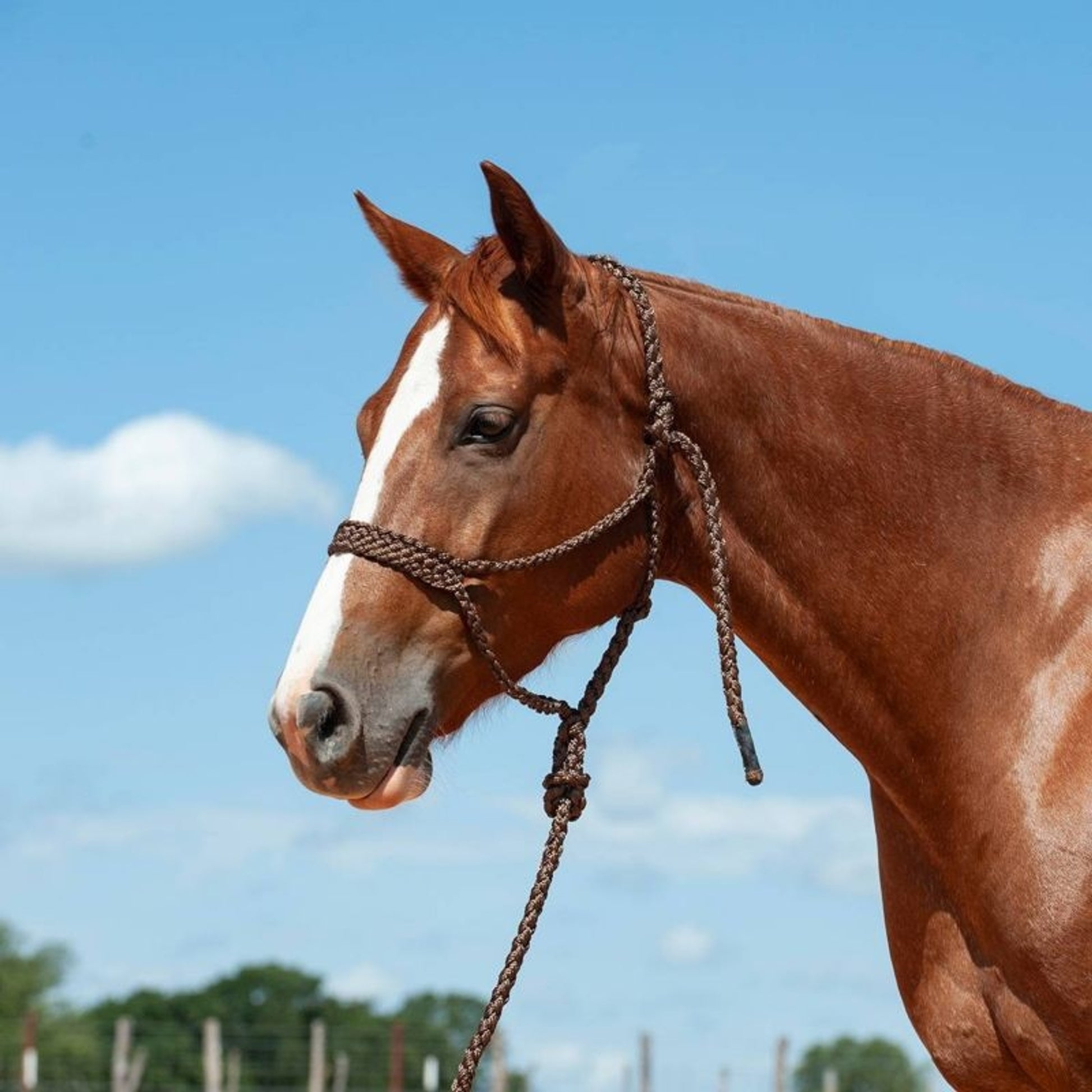 Cashel Flat Braid Halter with 9 Ft Lead Black
