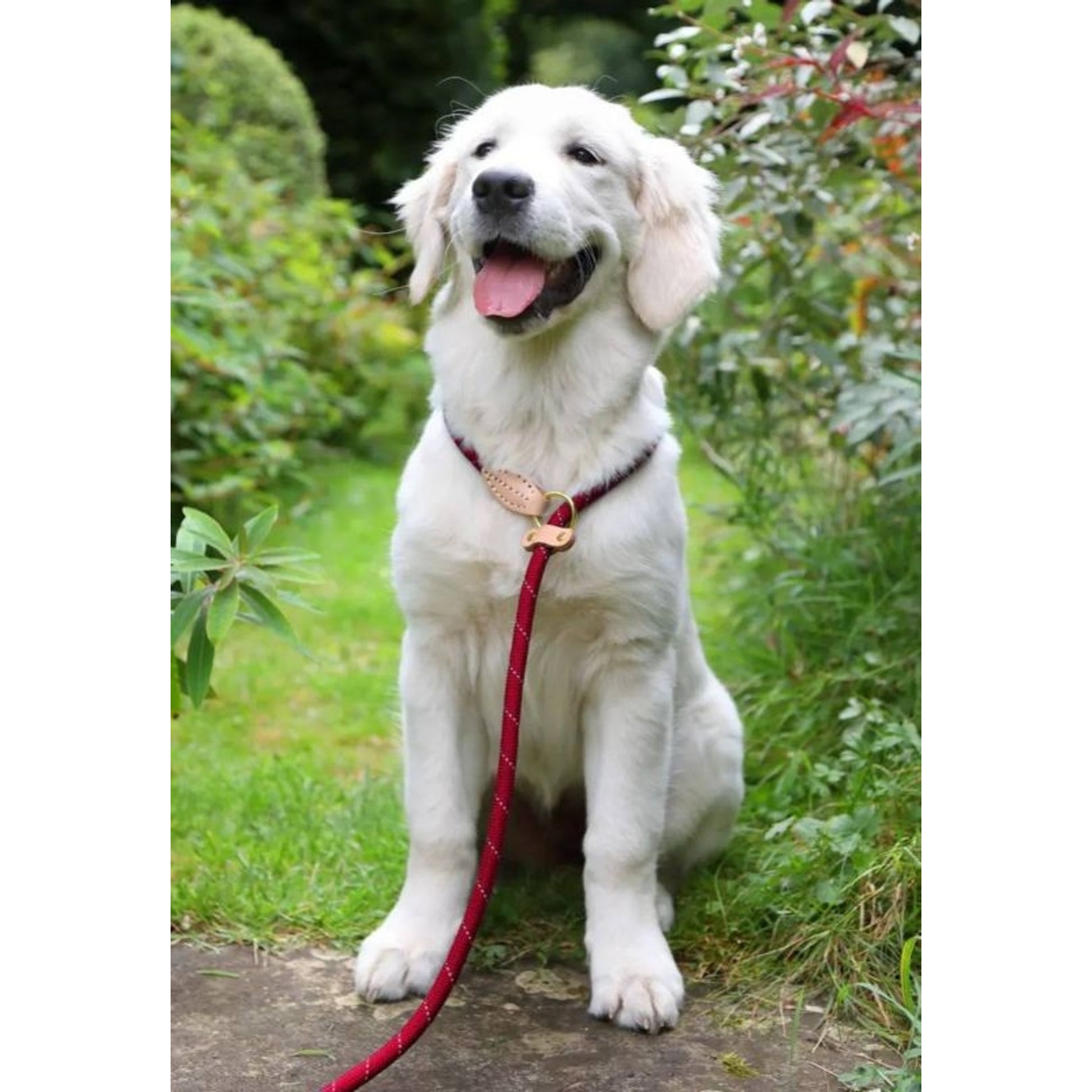 Shires Digby Reflective Slip Dog Lead