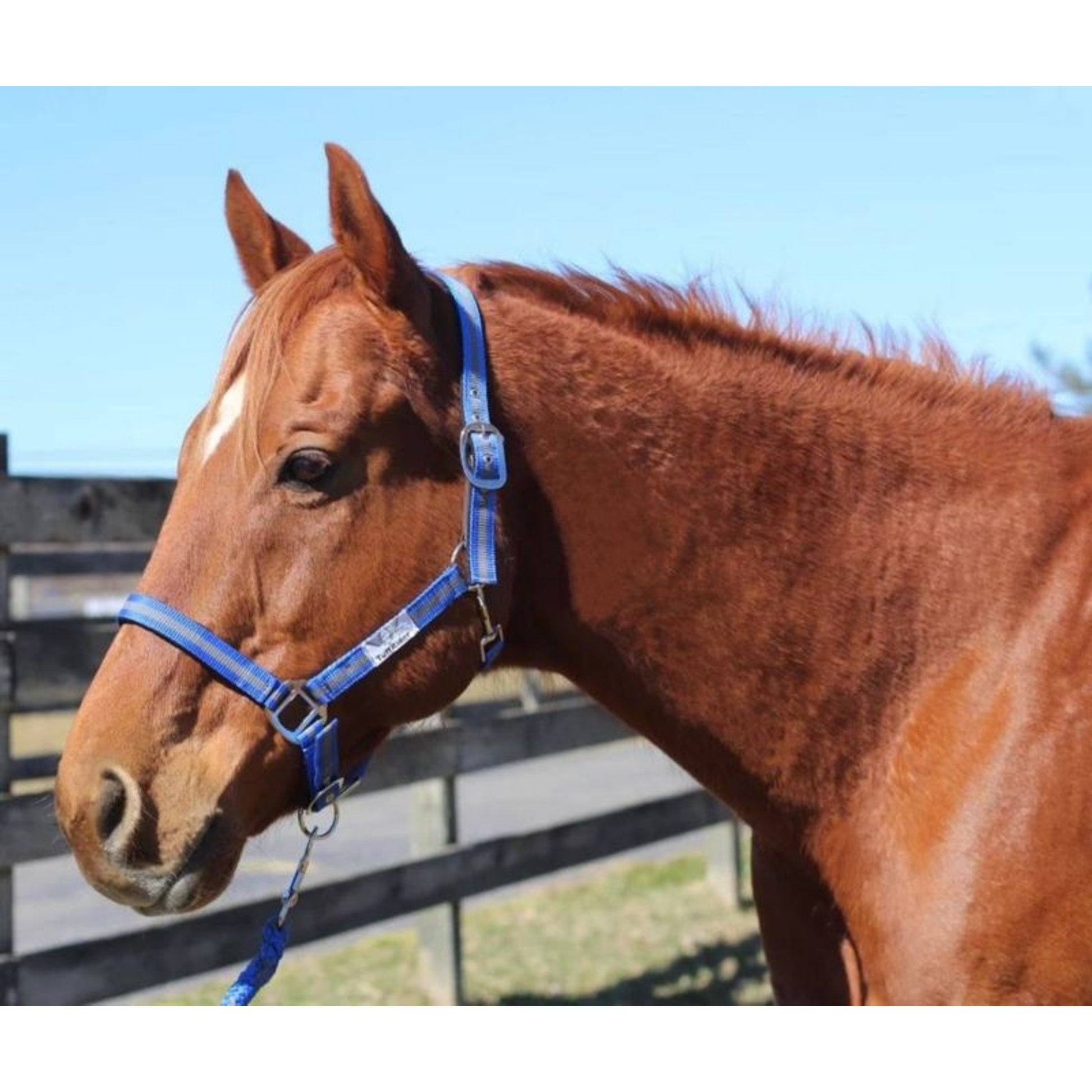 TuffRider Nylon Breakaway Halter & Lead Set