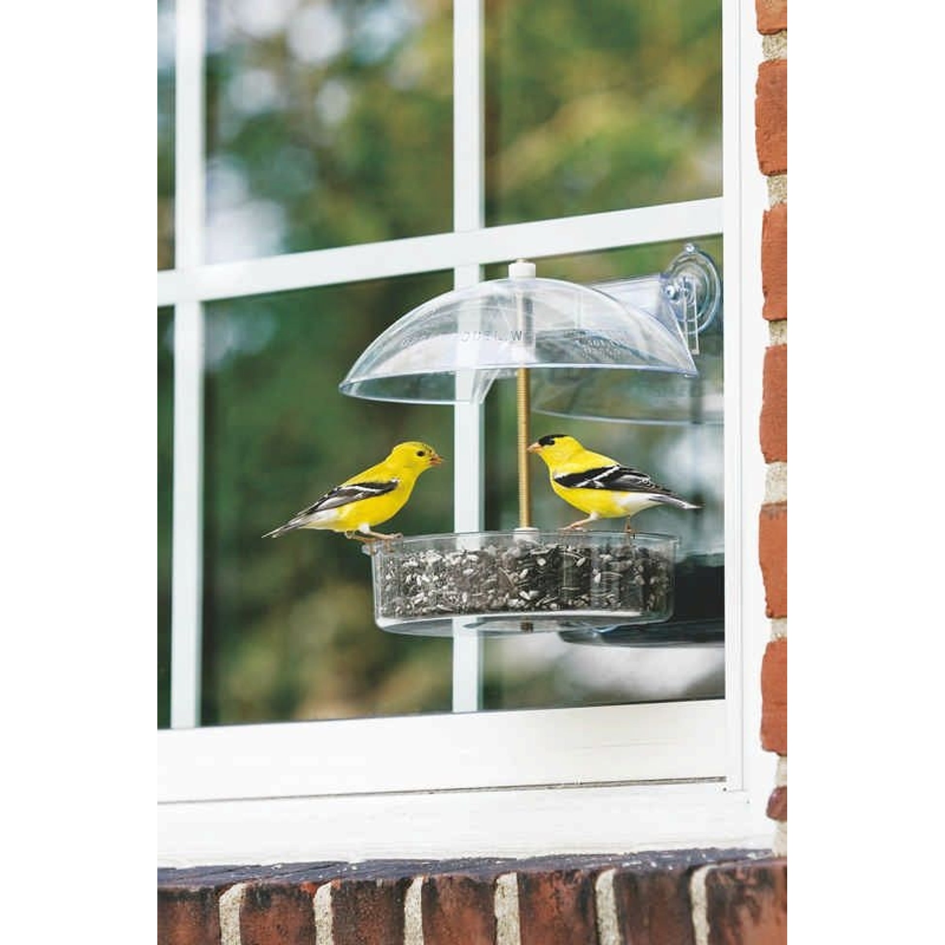 Droll Yankees Winner Window Feeder