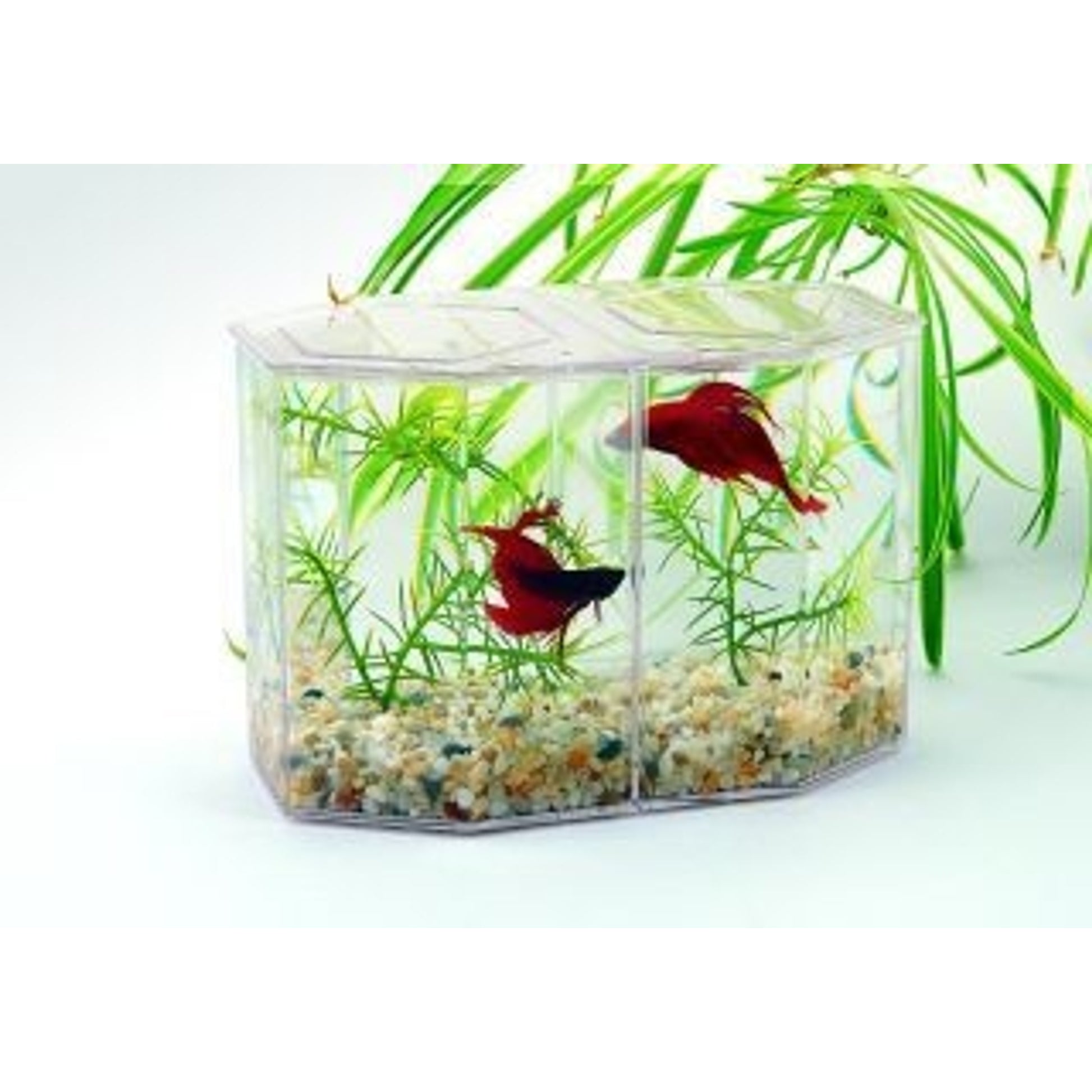 Lees Dual Betta Hex Tank