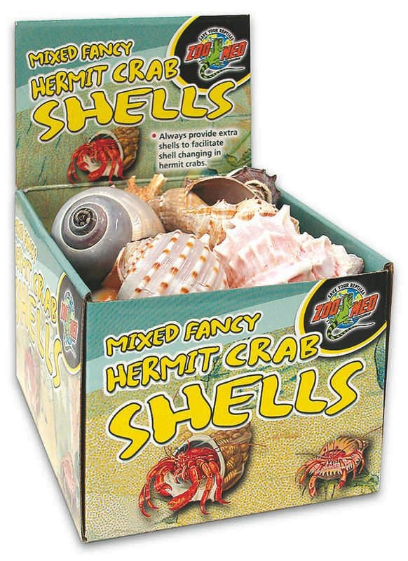 Hermit Crab Shell Natural