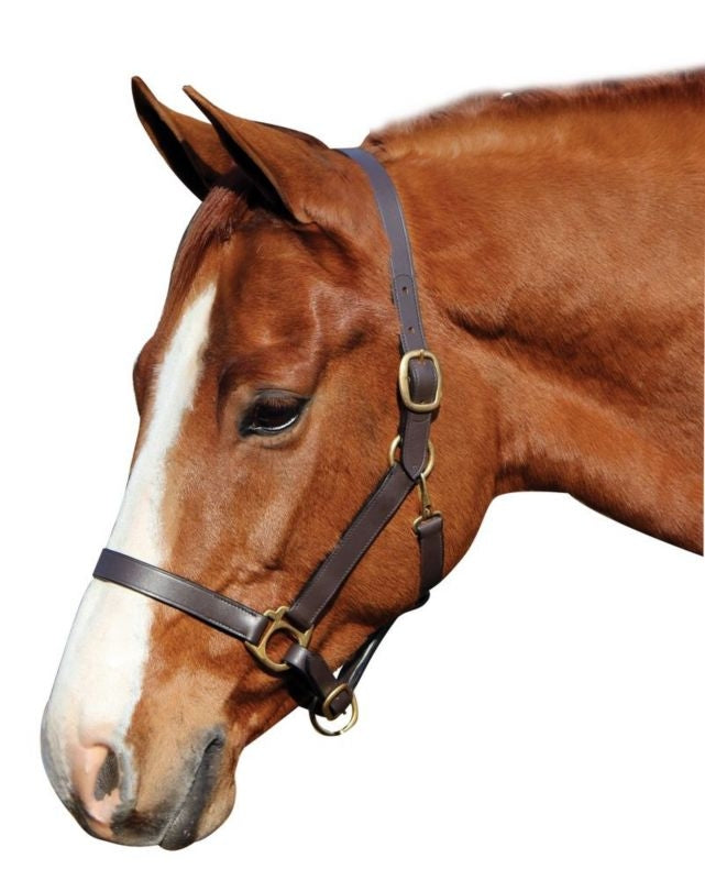 Advantage Leather Halter/Comfort Padding Cob Brn