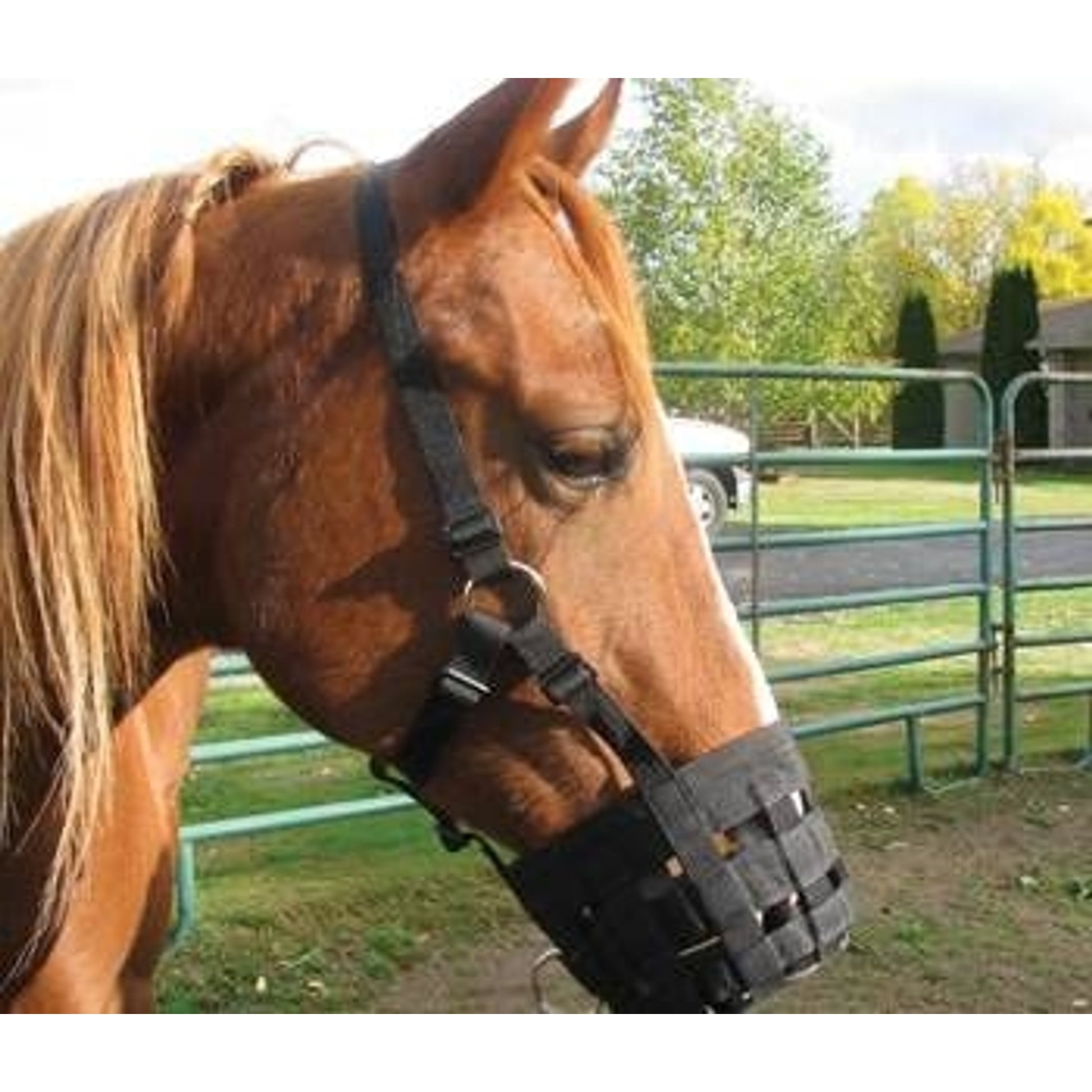 Grazing Muzzle Halter Pony Blk