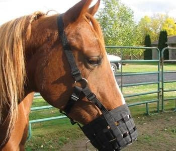 Grazing Muzzle Halter Pony Blk