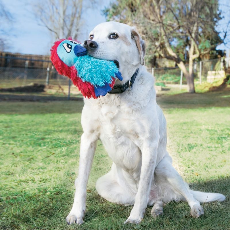 KONG DoDo Quirky Medium Dog Toy