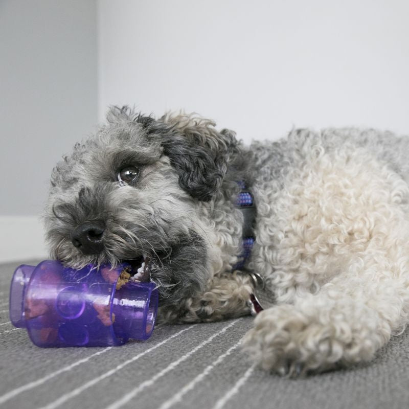 KONG Treat Duo for Dogs