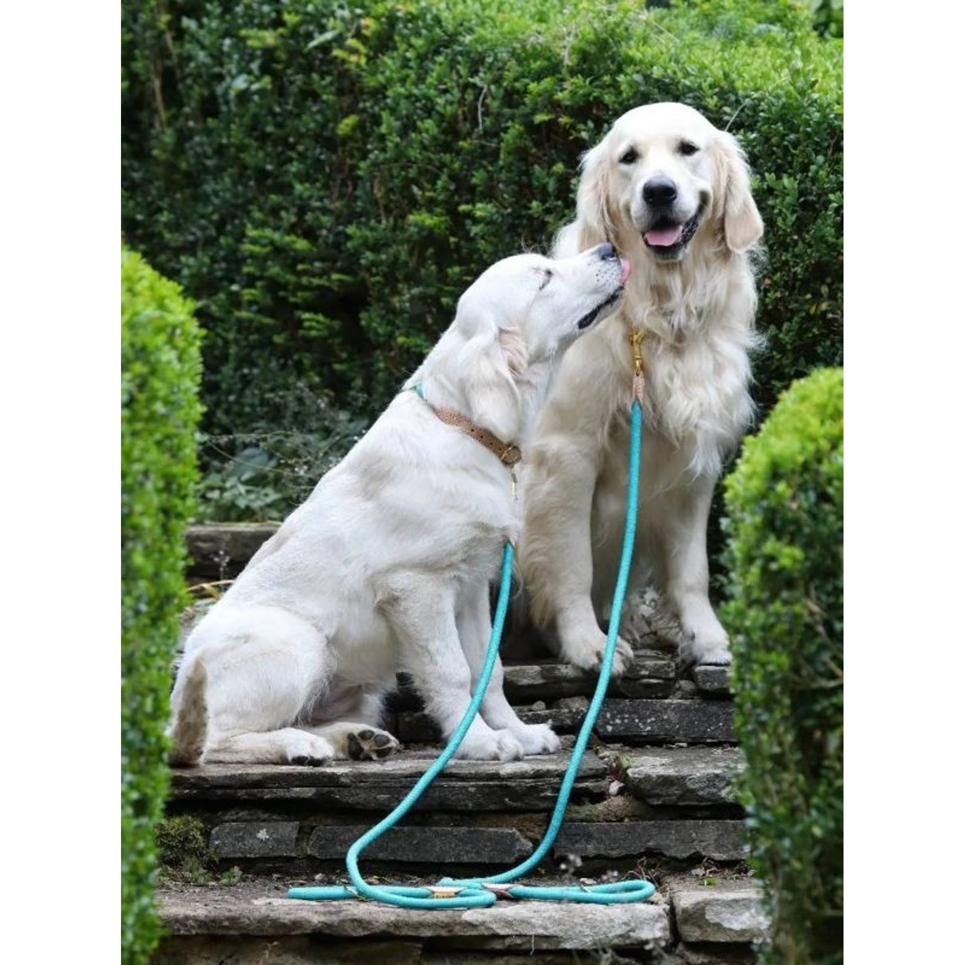 Shires Digby Fox Reflective Dog Lead