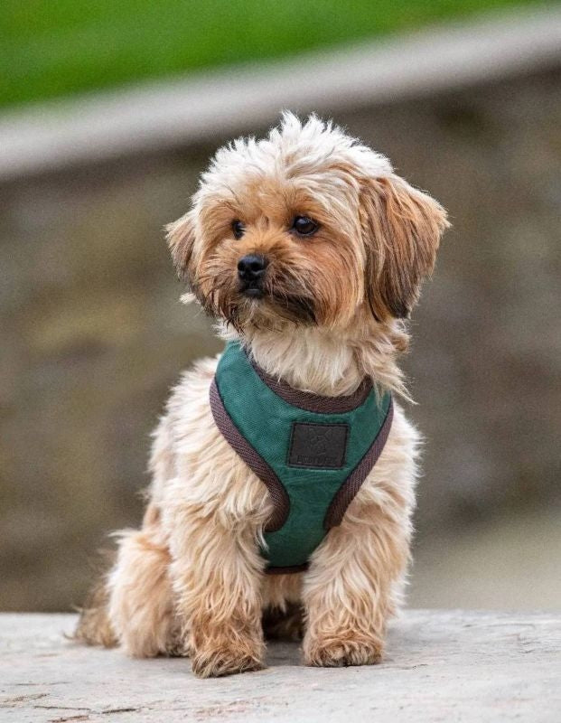 Shires Digby Fox Quilted Harness