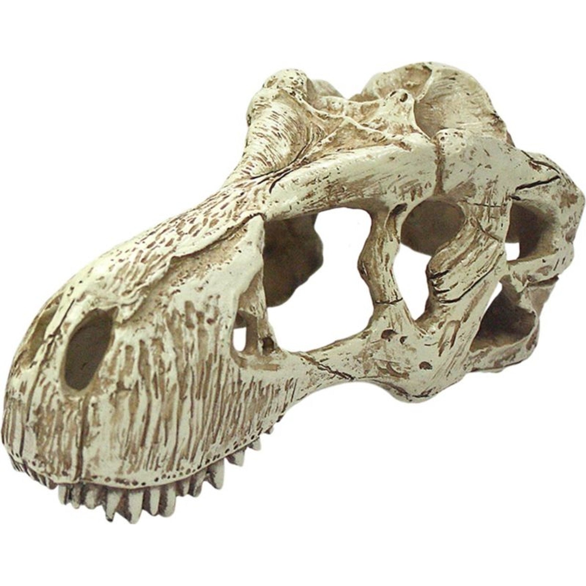 Komodo T Rex Skull Lg Natural