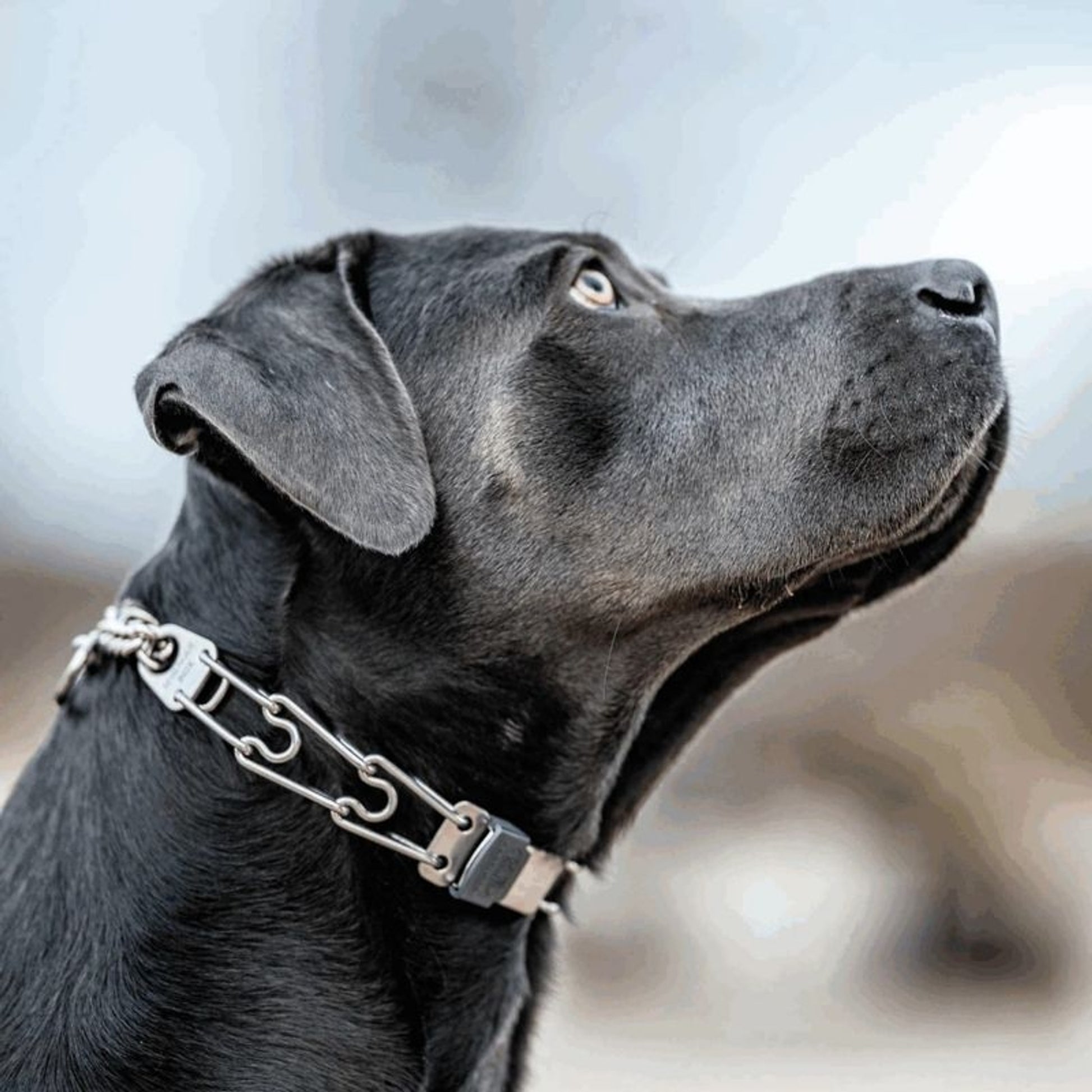 Herm Sprenger SS ClicLock for Prong Collar