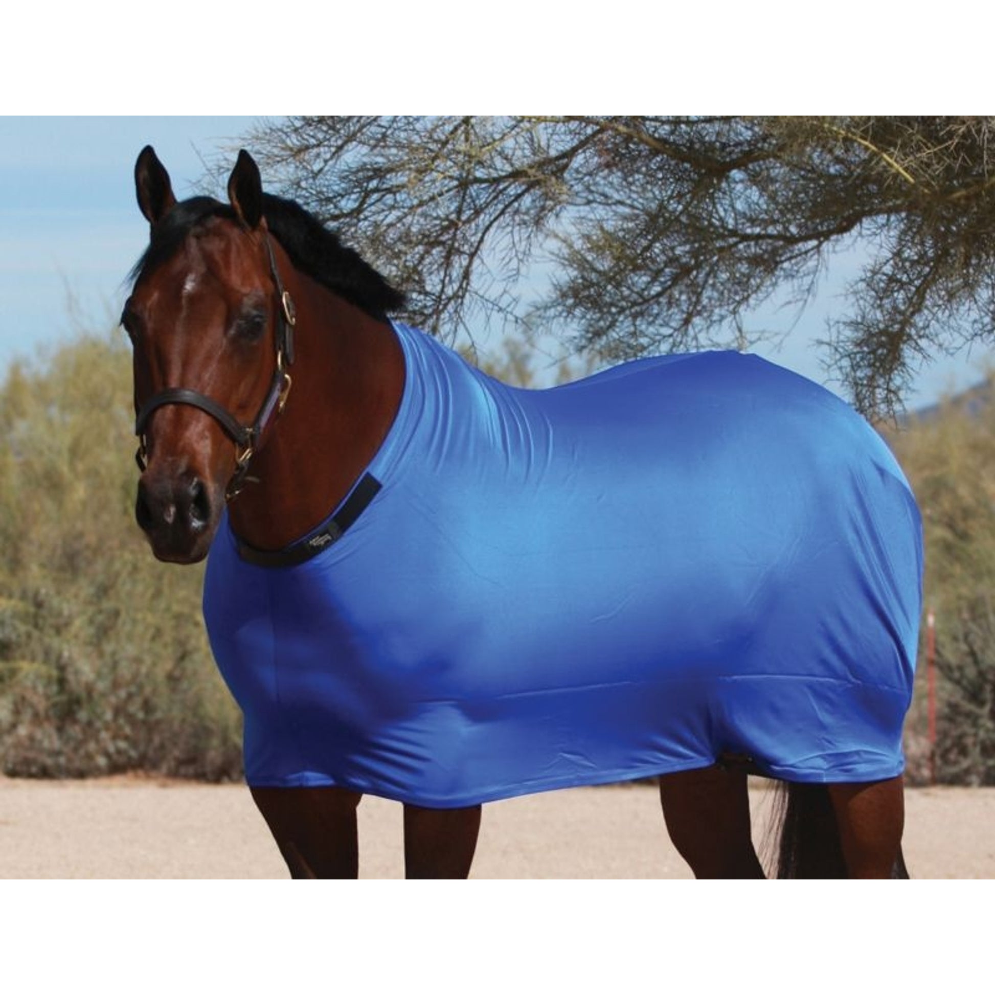 Sleazy Lycra Sheet