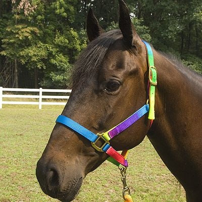 Deluxe Rainbow Nylon Halter