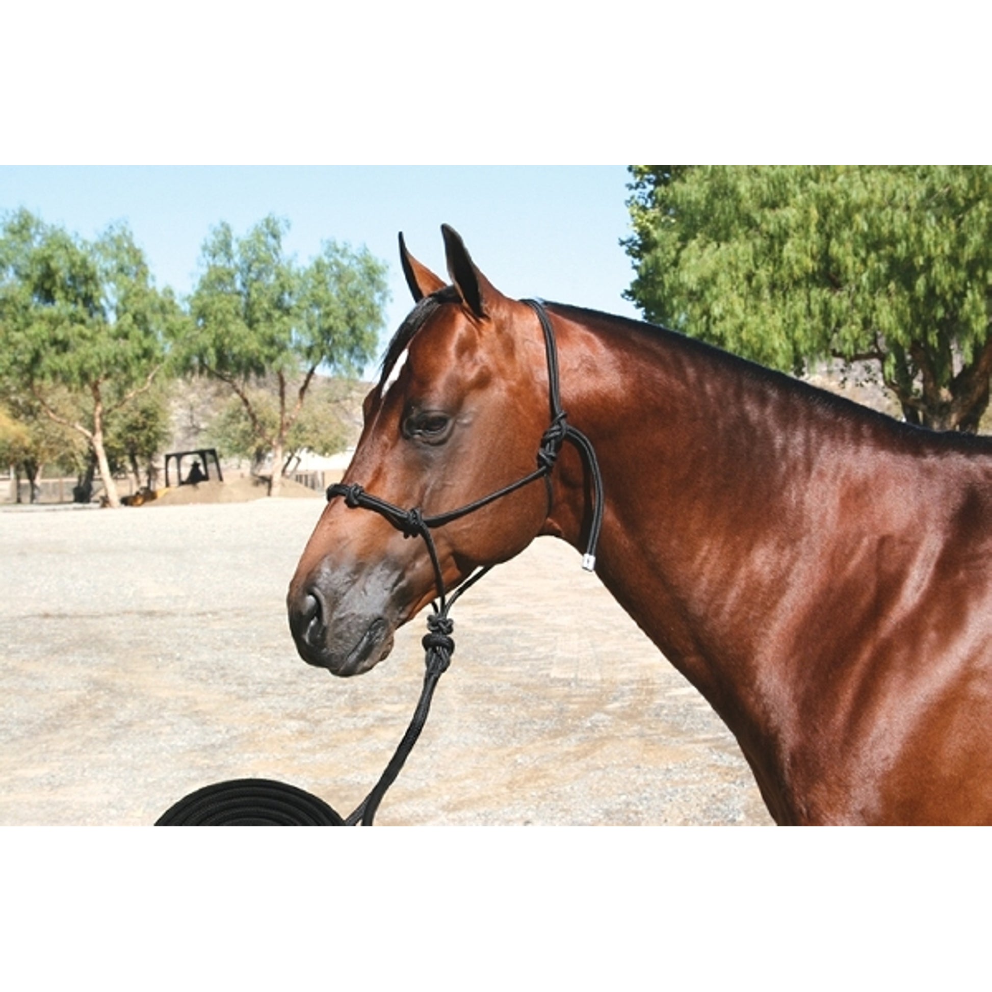pc-clinician_halter.jpg